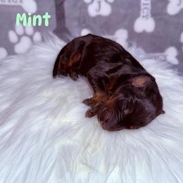 Mint - Black and rust female Doberman Pinscher puppy in Louisville, Kentucky from Ruiz Dobermans