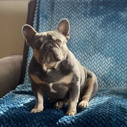 Mozzy - French Bulldog