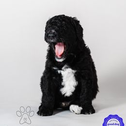 Max - Black tri-color Aussiedoodle puppy in Appleton, Wisconsin from Summers Haven Doodles
