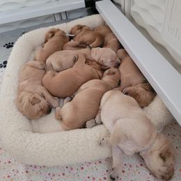 Golden Retriever Puppies from Middlecreek Goldens