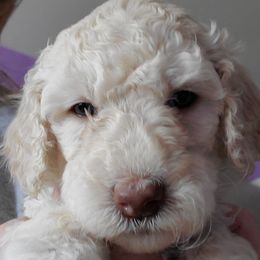 Australian Labradoodle and Poodle Puppies from Oodles of Doodles and some Poodles