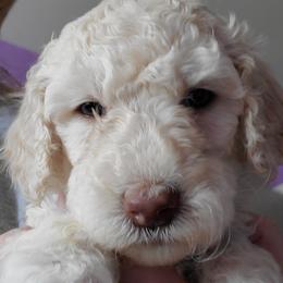 Australian Labradoodle and Poodle Puppies from Oodles of Doodles and some Poodles