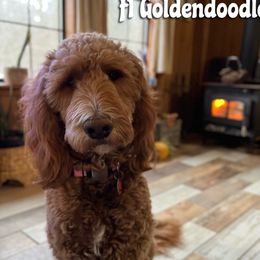 Kimber - Goldendoodle
