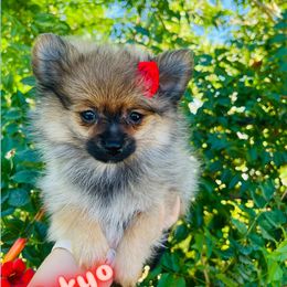 Tokyo - Orange sable female Pomeranian puppy in Los Angeles, Santa Clarita, California from LT_Poms