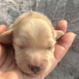 Oak - Cream male Dachshund puppy in Tahlequah, Oklahoma from Love Some Dogs Dachshunds & Cavalier King Charles Spaniels,Cavapoos