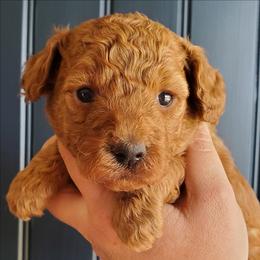 Chopper Dark Red Mini Poodle - Red  male Poodle puppy in Falcon, Missouri from Cedar House Heritage Poodles | AKC Toy & Miniature Poodle Puppies Raised in Home