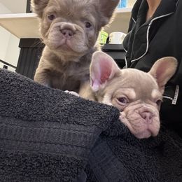 French Bulldog Puppies from Your Utah Frenchie