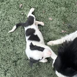 Boy 2 - Black and white male Border Collie puppy in Temecula, California from Joni Gibson's Border Collies