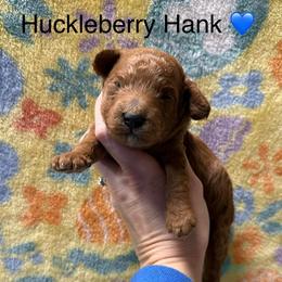 Huckleberry Hank - Red  male Poodle puppy in Greensburg, Kentucky from Doodle Me Crazy