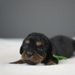 Holly Hock - Black and tan female Cavapoo puppy in Caldwell, Idaho from Boise Doodle Co.