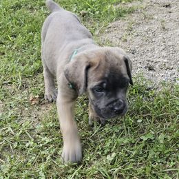 Dorthy - Gray and fawn female Cane Corso puppy in Roachdale, Indiana from Cast Iron Kennels