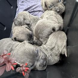 Flash - Gray male Cane Corso puppy in Lakewood, Colorado from Rosso Räk Kennels