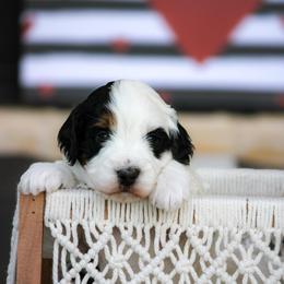 Luke - Tri-color male Bernedoodle puppy in Longview, Texas from Furry Tail Doodles