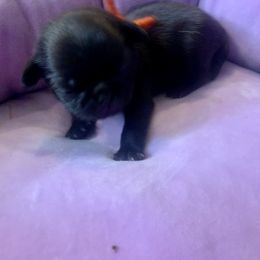 Pug Puppies from The Grumble Pack