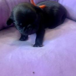 Pug Puppies from The Grumble Pack