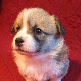 Pembroke Welsh Corgi Puppies from Sagewind Corgis