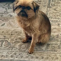 Juno - Brussels Griffon