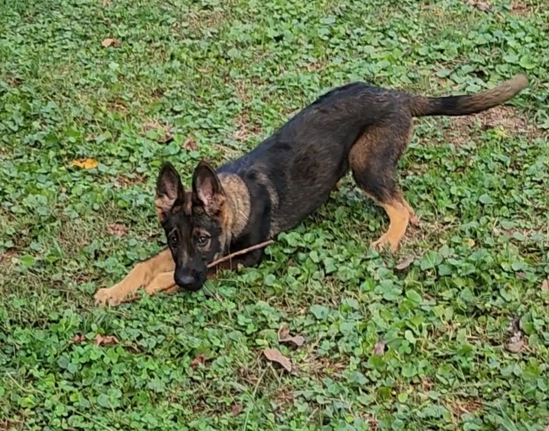 German Shepherd Puppies from Persevere Kennels
