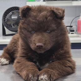 Kiana - Brown and white female Siberian Husky puppy in Meridian, Mississippi from JJ's Huskies