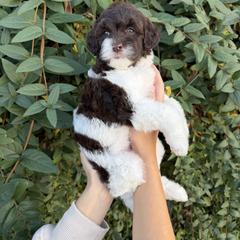 Katherine - Brown female Whoodle puppy in Gilbert, Arizona from Gilbert Bernedoodles & Whoodles