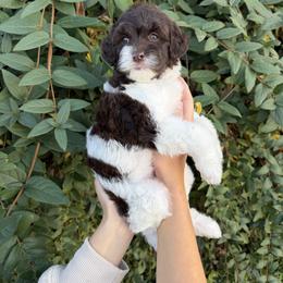 Katherine - Brown female Whoodle puppy in Gilbert, Arizona from Gilbert Bernedoodles & Whoodles