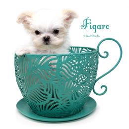 Figaro - White male Mi-Ki puppy in Elizabeth, Colorado from Royal T Mi-Kis