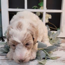 Aussiedoodle and Goldendoodle Puppies from Hunting Creek Kennels