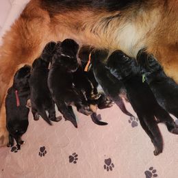 Boy 3 - German Shepherd puppy from Von Richardson Elite German Shepherds