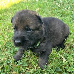Ruger - Green Collar Male - Sable male German Shepherd puppy in Milan, Illinois from Stonewick German Shepherds