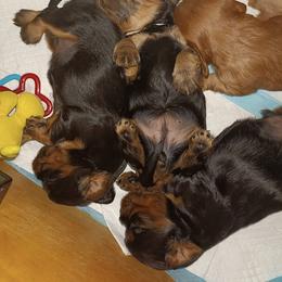 Cavalier King Charles Spaniel Puppies from 7 Bridges Cavaliers