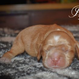 Girl 3 - Red female Cocker Spaniel puppy in Myerstown, Pennsylvania from The Cocker Cingdom