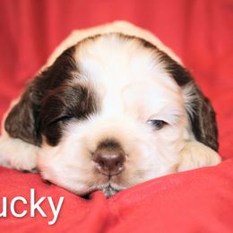 Chucky - Brown and white male Cocker Spaniel puppy in Perry, Arkansas from Parker's Cockapoos