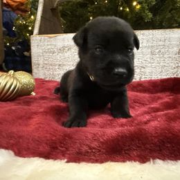 Yellow - Black male Labrador Retriever puppy in Kinta, Oklahoma from Beaver Creek Kennels