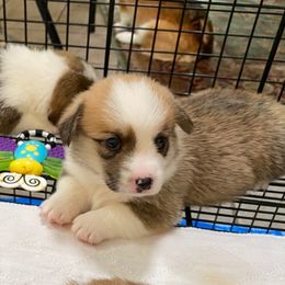 Pembroke Welsh Corgi Puppies from Silver Mae Kennel