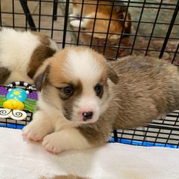 Pembroke Welsh Corgi Puppies from Silver Mae Kennel
