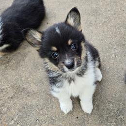 Navy - Black and tan male Pembroke Welsh Corgi puppy in Necedah, Wisconsin from The 6Ks Paws and Hobbies