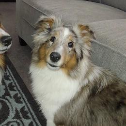 Shetland Sheepdogs from Stacey's Shelties