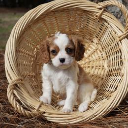Hunny - Blenheim female Cavalier King Charles Spaniel puppy in Lula, Georgia from Cavaliers by Crumley