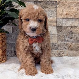 Bear - Red  male Poodle puppy in Salt Lake City, Utah from Utah Cocker Spaniels