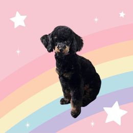 Birdie - Poodle