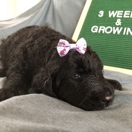 Goldendoodle and Labradoodle Puppies from Oopsie Doodles of NC