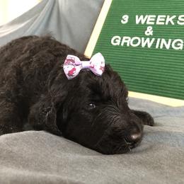 Goldendoodle and Labradoodle Puppies from Oopsie Doodles of NC
