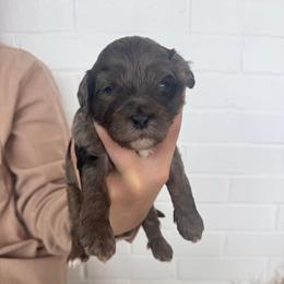 Tsunami - Merle male Cavapoo puppy in Virginia Beach, Virginia from Son Kissed Puppy Co