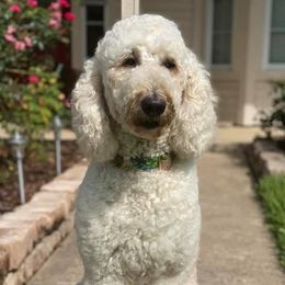Goldendoodles from Oopsie Doodles