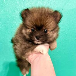 Chewy - Wolf sable male Pomeranian puppy in Stroud, Oklahoma from Laik’s Little Shihtz & Poms