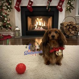 Fantasia - Dachshund