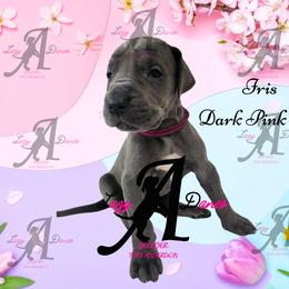 Iris Dark Pink Girl - Blue female Great Dane puppy in Longview, Texas from Lazy A Danes