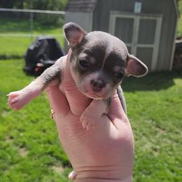 Tatum - Blue and tan female Chihuahua puppy in Ashtabula, Ohio from Paw's & Awe's Chihuahuas