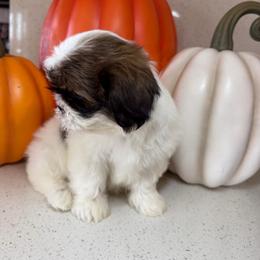 Biscuit - Black gold and white male Shih Tzu puppy in Bullhead City, Arizona from Arizona Shih Tzu Land