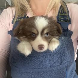 Mocha - Chocolate female Pomsky puppy in Sturgis, Kentucky from Furever Pomskies